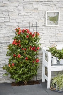 Buitenplant 2x Campsis Summer Jazz 'Fire Trumpet' - Bloeiend - Pot Ø 15cm Hoogte ↕ 65cm