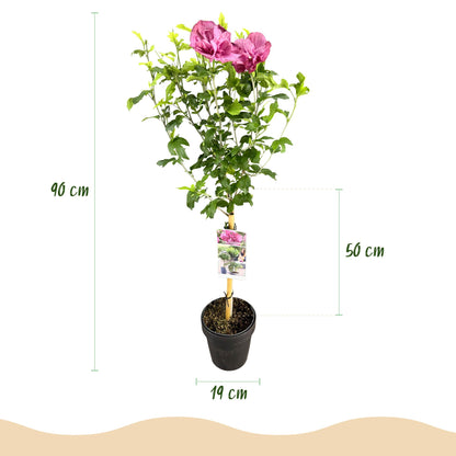 Buitenplant - Hibiscus syriacus Magenta Chiffon® - Bloeiend - Winterhard - Pot Ø 19cm Hoogte ↕ 90cm