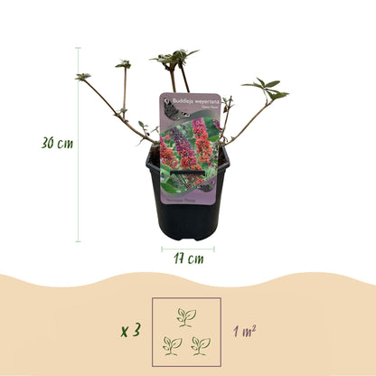 Buitenplant 3x Buddleja davidii 'Flower Power' - Bloeiend - Pot Ø 17cm Hoogte ↕ 30cm