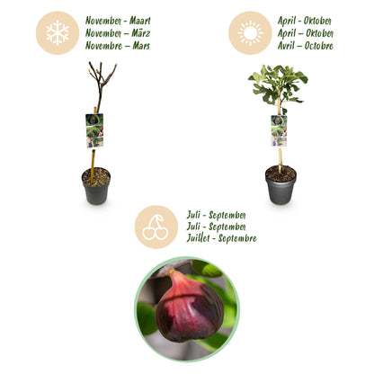 Buitenplant - Ficus carica 'Brown Turkey' op stam - Winterhard - Pot Ø 19cm Hoogte ↕ 90cm