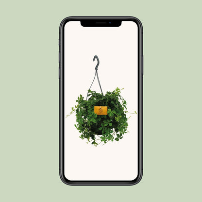 Kamerplant - Parthenocissus Striatha Hang - Pot Ø 15cm Hoogte ↕ 15cm
