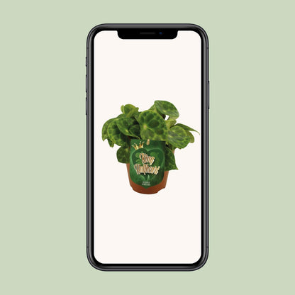 Kamerplant - Begonia Kingiana - Pot Ø 12cm Hoogte ↕ 20cm