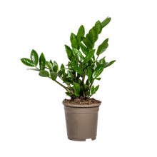 Kamerplant - Zamioculcas Zamiifolia - Pot Ø 17cm Hoogte ↕ 40-50cm
