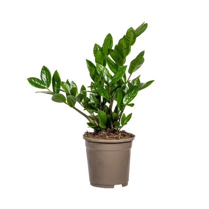 Kamerplant - Zamioculcas Zamiifolia - Pot Ø 17cm Hoogte ↕ 40-50cm