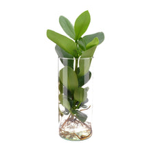 Kamerplant - Clusia In Cylinder Glas - Pot Ø 12cm Hoogte ↕ 30cm