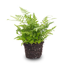 Kamerplant - Varen Athyrium Spicatum - Terrariumplant - Potmaat 6