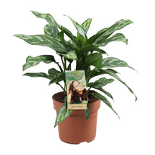 Kamerplant - Aglaonema Maria - Pot Ø 17cm Hoogte ↕ 40cm