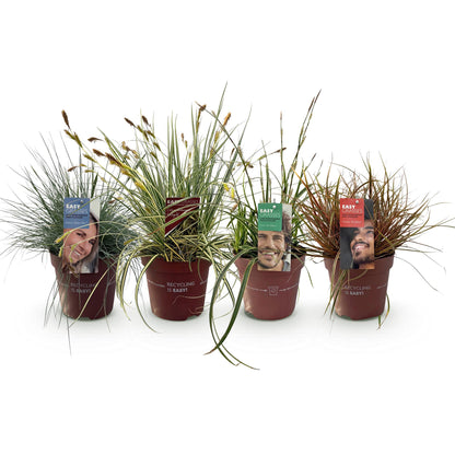 Buitenplant 4x Siergrassen Mix - Bladhoudend - Pot Ø 17cm Hoogte ↕ 50cm