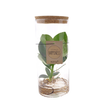 Kamerplant - Clusia in Tube glas M - Pot Ø 12cm Hoogte ↕ 30cm