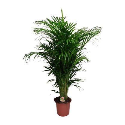 Kamerplant - Dypsis Lutescens (Areca Palm) - Hoogte ↕ 12-230cm