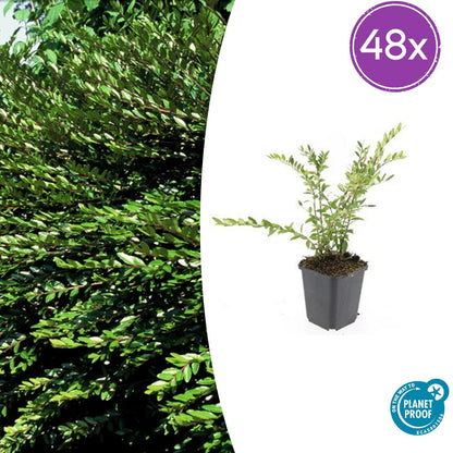 Buitenplant 48x Lonicera pileata 'Purple Pearl' - Pot Ø 9cm Hoogte ↕ 10-25cm