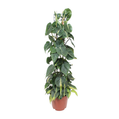Kamerplant - Philodendron Scandens Brasil - Pot Ø 24cm Hoogte ↕ 120cm