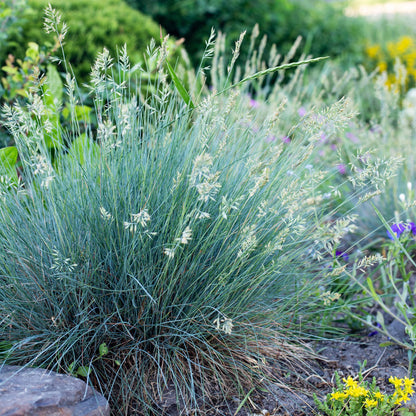 Buitenplant - Festuca glauca 'Intense Blue' - Winterhard - Pot Ø 17cm Hoogte ↕ 50cm