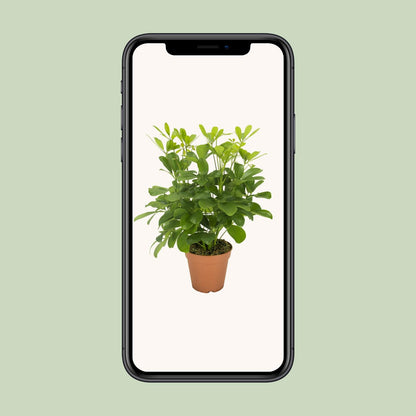 Kamerplant - Schefflera Nora - Pot Ø 13cm Hoogte ↕ 35cm