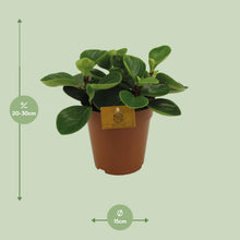 Kamerplant - Peperomia Red Canyon - Pot Ø 15cm Hoogte ↕ 25cm