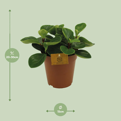 Kamerplant - Peperomia Red Canyon - Pot Ø 15cm Hoogte ↕ 25cm