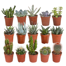 Kamerplant 15x Cactus en Vetplanten Mix - Zonder pot - Ø 5.5cm