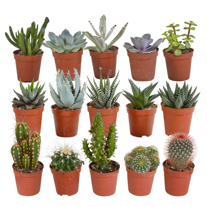 Kamerplant 15x Cactus en Vetplanten Mix - Zonder pot - Ø 5.5cm
