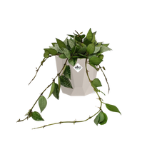 Kamerplant - Hoya Krohniana Eskimo - Pot Ø 14cm