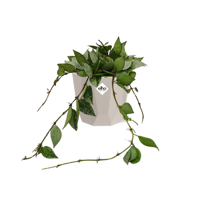 Kamerplant - Hoya Krohniana Eskimo - Pot Ø 14cm