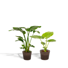 Kamerplant set - Strelitzia Nicolai + Alocasia Macrorrhiza - Met mand - Pot Ø 19cm
