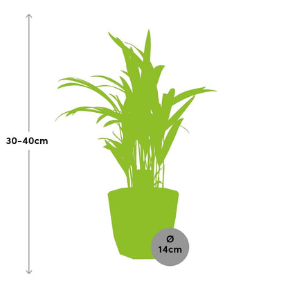 Kamerplant - Dypsis Lutescens (Areca) - Incl. sierpot - Pot Ø 12cm