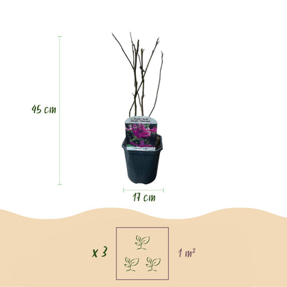 Buitenplant - Magnolia Susan - Bloeiend - Pot Ø 17cm Hoogte ↕ 45cm