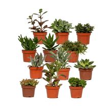 Kamerplant 12x Succulenten Mix - Pot Ø 10,5cm Hoogte ↕ 12cm