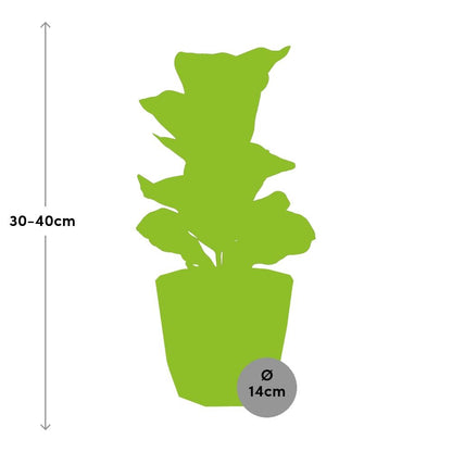 Kamerplant - Ficus Lyrata 'Bambino' - Inclusief grijze sierpot - Pot Ø 14cm