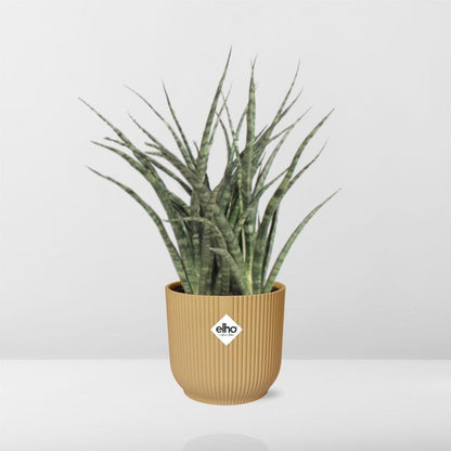 Kamerplant - Sansevieria Fernwood Punk - Pot Ø 14cm