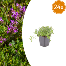 Buitenplant 24x Thymus serpyllum - Bloeiend - Pot Ø 9cm Hoogte ↕ 10-25cm