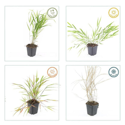 Buitenplant 60x Hakonechloa macra - Siergrass - Pot Ø 9cm Hoogte ↕ 10-25cm