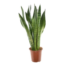 Kamerplant - Sansevieria Zeylanica - Pot Ø 17cm Hoogte ↕ 75cm