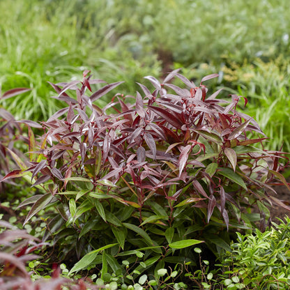 Buitenplant 2x Leucothoe Burning Love - Groenblijvend - Pot Ø 17cm Hoogte ↕ 45cm