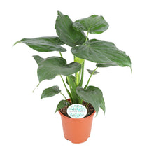 Kamerplant - Alocasia Cucullata - Pot Ø 21cm Hoogte ↕ 80cm