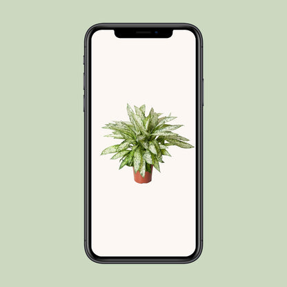 Kamerplant - Dieffenbachia Vesuvius - Pot Ø 27cm Hoogte ↕ 80cm