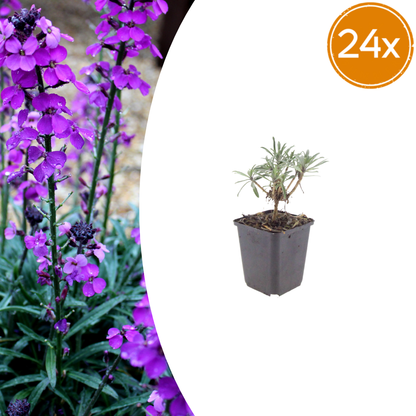 Buitenplant 24x Erysimum 'Bowles' Mauve' - Bloeiend - Pot Ø 9cm Hoogte ↕ 10-25cm