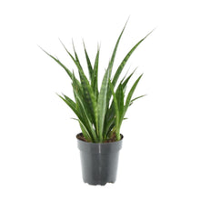 Kamerplant 3x Sansevieria Kirkii - Pot Ø 12cm Hoogte ↕ 38cm