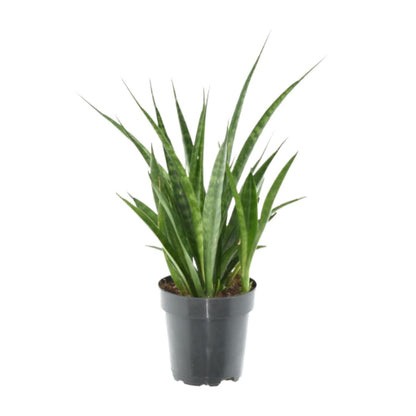 Kamerplant 3x Sansevieria Kirkii - Pot Ø 12cm Hoogte ↕ 38cm