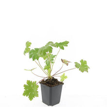Buitenplant 24x Geranium macr. 'Ingwersen's Var.' - Bloeiend - Pot Ø 9cm Hoogte ↕ 10-25cm