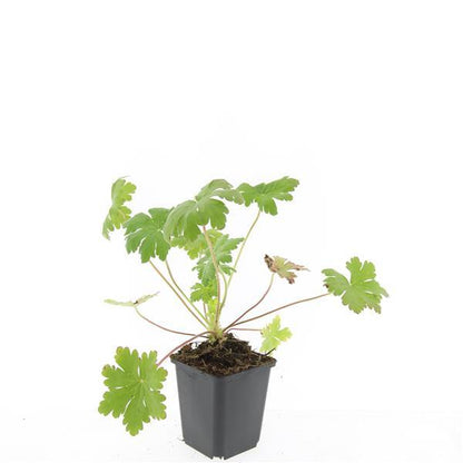 Buitenplant 24x Geranium macr. 'Ingwersen's Var.' - Bloeiend - Pot Ø 9cm Hoogte ↕ 10-25cm
