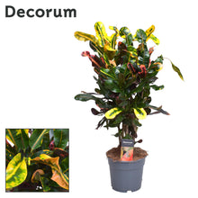 Kamerplant - Croton Mammi - Pot Ø 17cm Hoogte ↕ 60cm