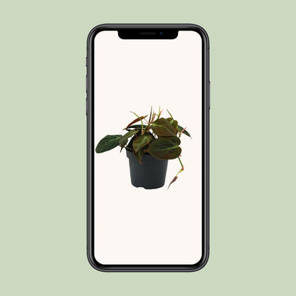 Kamerplant - Philodendron Micans - Pot Ø 12cm Hoogte ↕ 15cm