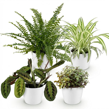 Kamerplant 4x Mix - Chlorophytum, Maranta, Callisia, Nephrolepis - Pot Ø 12cm Hoogte ↕ 25cm