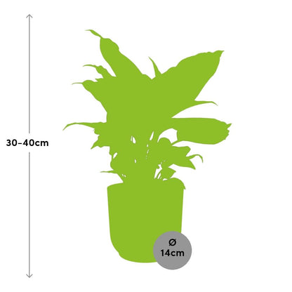 Kamerplant - Dieffenbachia 'Camilla' - Pot Ø 14cm