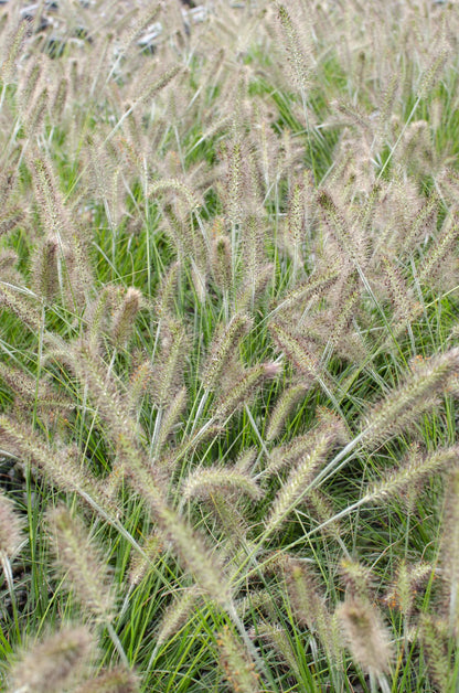 Buitenplant - Pennisetum alopecuroides 'Hameln' - Pot Ø 19cm Hoogte ↕ 40cm