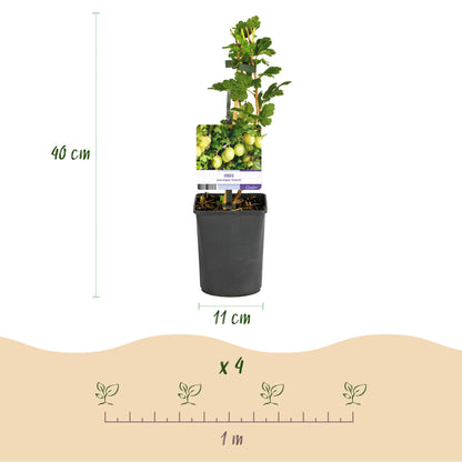 Buitenplant 2x Ribes uva-crispa 'Invicta' - Kruisbes - Pot Ø 11cm Hoogte ↕ 40cm
