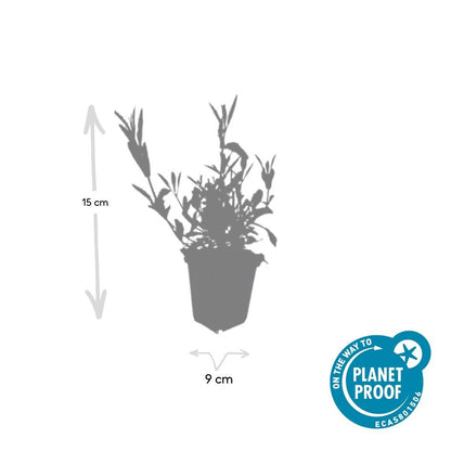 Buitenplant 6x Verbena bonariensis - Bloeiend - Pot Ø 9cm Hoogte ↕ 10-25cm