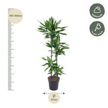 Kamerplant - Dracaena Cintho - Pot Ø 27cm Hoogte ↕ 150cm