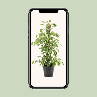 Kamerplant - Ficus Benjamina Golden King - Pot Ø 17cm Hoogte ↕ 70cm